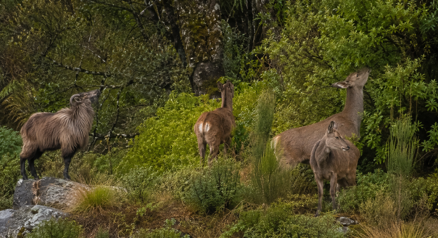 New Zealand Targets Wild Goats and Deer With $9.7 Million Program