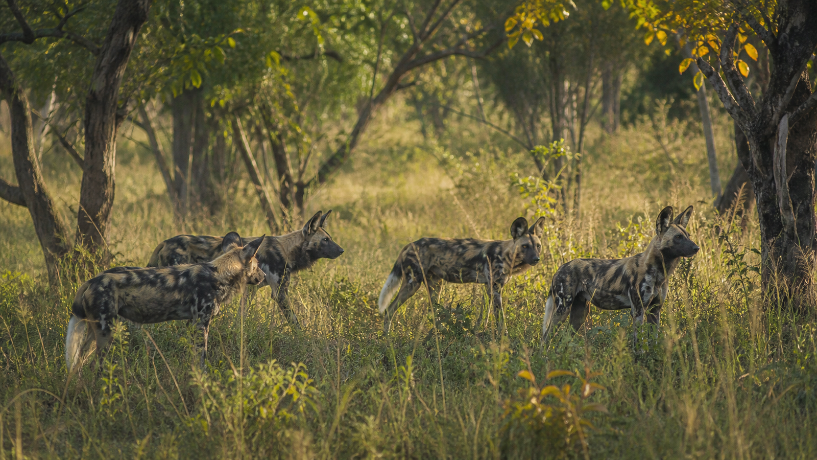 Recovering Wild Dogs Offer a Cautious Signal From Chinko